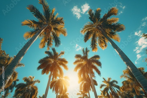Palm trees on blue sky background, Vintage style toned picture