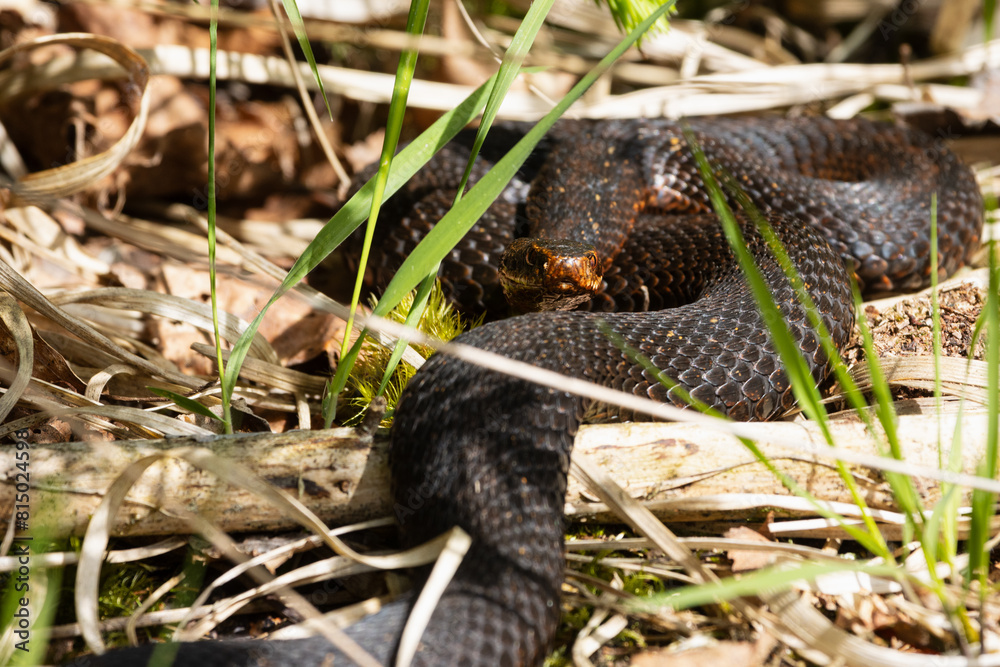 Obraz premium Black adder with melanistic colour pattern.
