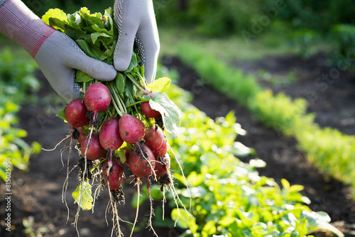 Close-up, organic fresh vegetables. The farmer has a fresh radish in his hands. Local food.