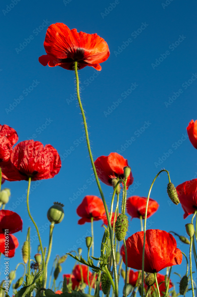 Fototapeta premium poppy flowers against sky