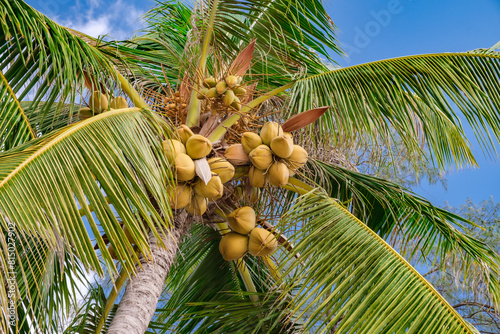 coconuts on palm tree against a blue sky background