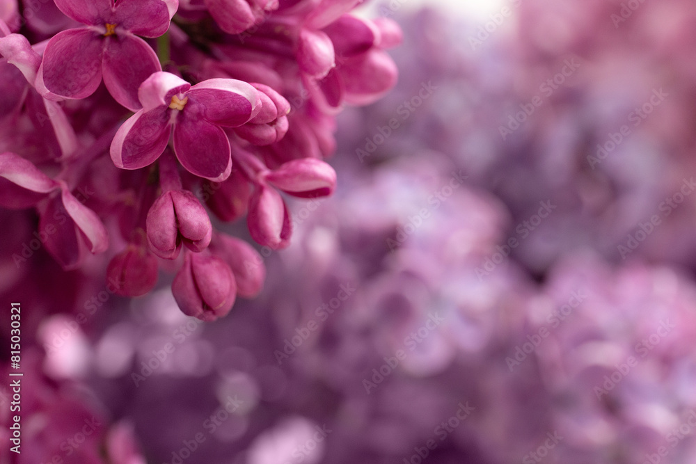 Lilac close-up. Beautiful fresh flowers. Top view. Space for text. Lilac close-up. Beautiful fresh flowers. Top view. Space for text.