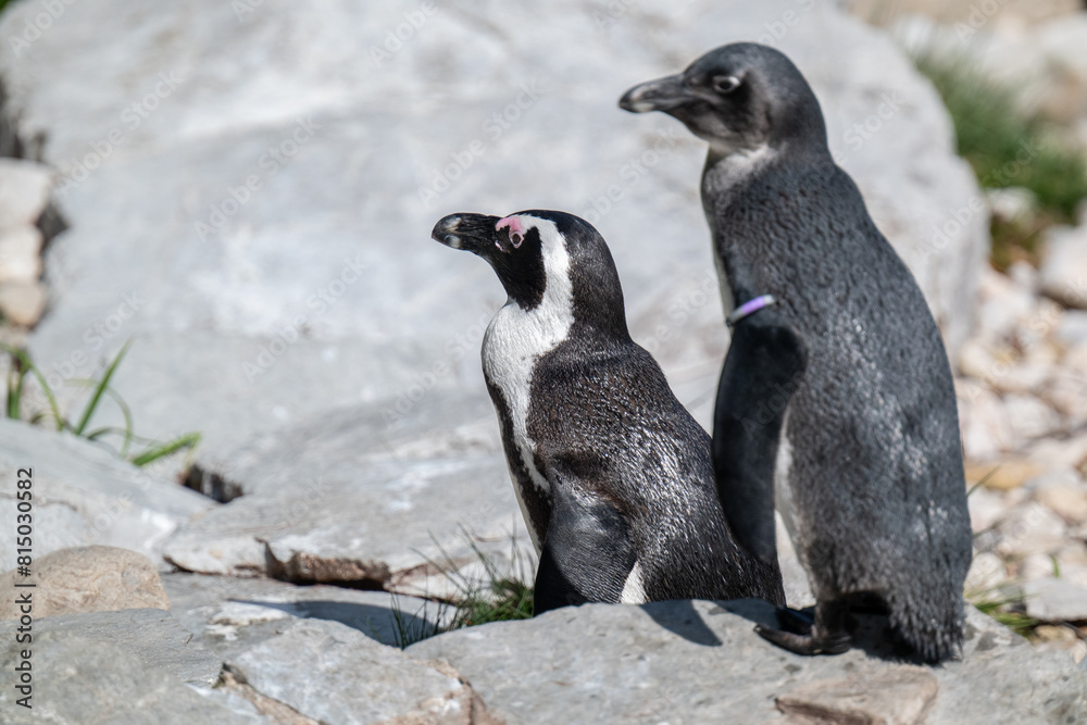 Fototapeta premium African penguin in the zoo of Salzburg Austria