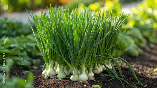 A bunch of green onions growing in a garden.