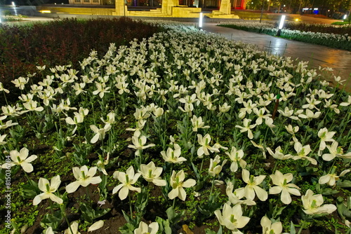 Bishkek, Kyrgyzstan. April 29, 2024. Fading white tulips in the evening city park.