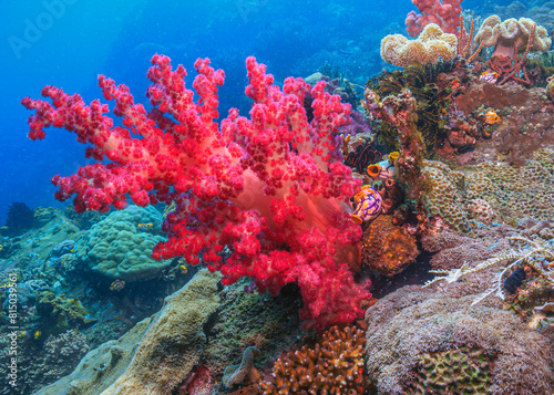 Fototapeta Naklejka Na Ścianę i Meble -  Coral reef in South Pacific, Red soft coral