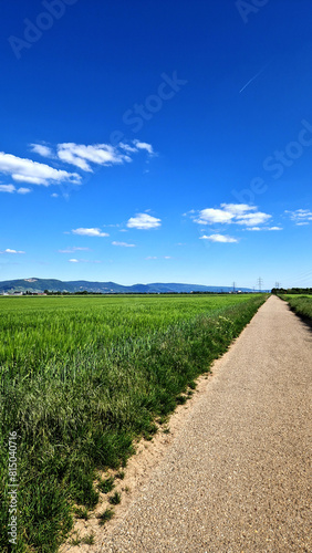 Countryside way through Green fields in a Sunny Summer Day. Vertical Photo.