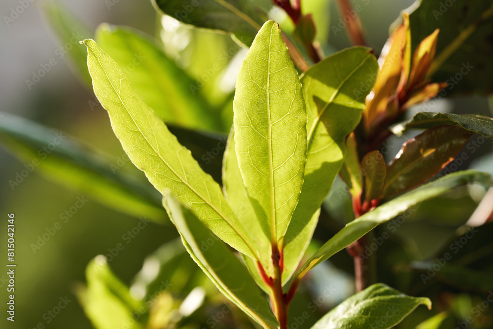 Bay leaf plant growing outdoors in the garden in sunlight Bay leaf plant growing outdoors in the garden in sunlight