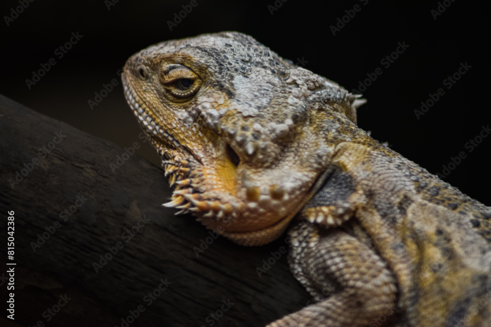 Wild reptile iguana lizard in nature