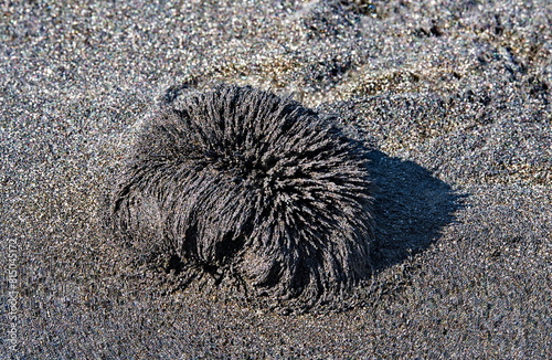 Russia, the Far East, the Kuril Islands. A piece of a magnet accidentally fell into volcanic sand on the shore of the Sea of Okhotsk on the island of Uturup.
