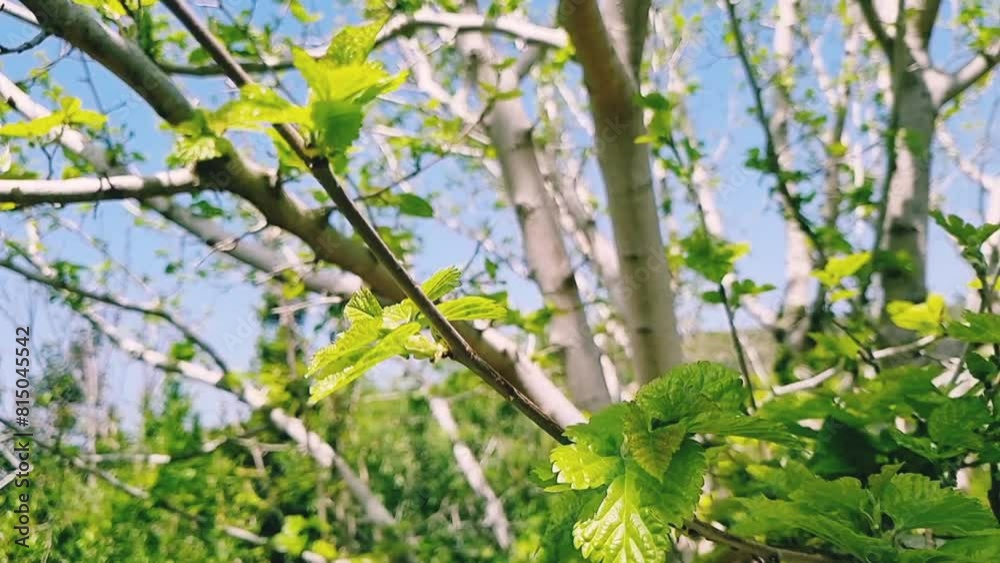 The green young leaves of a tree in a spring garden create a vibrant and refreshing atmosphere, symbolizing the renewal and vitality of the season. The green young leaves of a tree in a spring garden create a vibrant and refreshing atmosphere, symbolizing the renewal and vitality of the season.