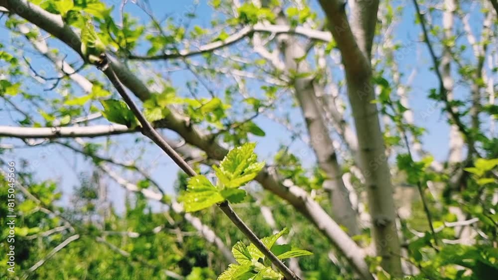 The green young leaves of a tree in a spring garden create a vibrant and refreshing atmosphere, symbolizing the renewal and vitality of the season. The green young leaves of a tree in a spring garden create a vibrant and refreshing atmosphere, symbolizing the renewal and vitality of the season.