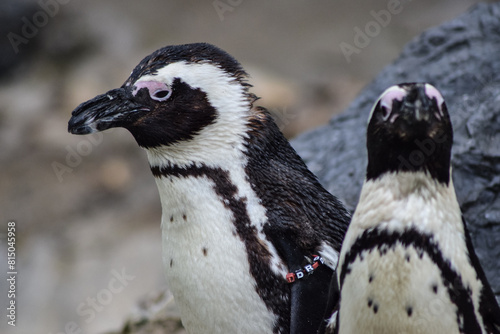 Fototapeta Naklejka Na Ścianę i Meble -  Penguin animal on the rocks