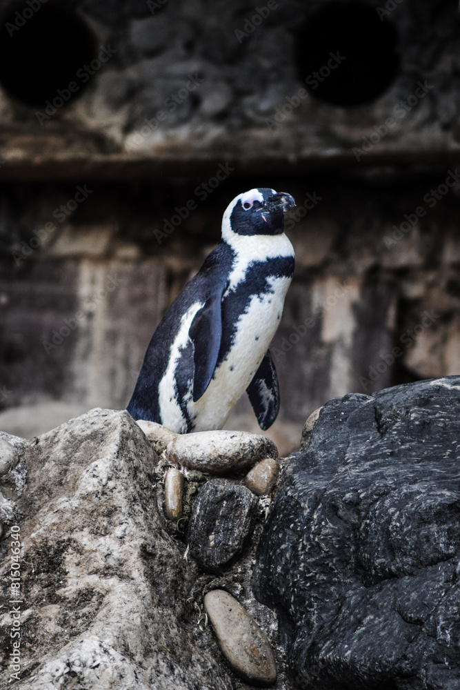 Fototapeta premium Penguin animal on the rocks