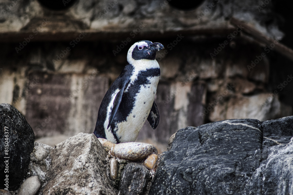 Fototapeta premium Penguin animal on the rocks