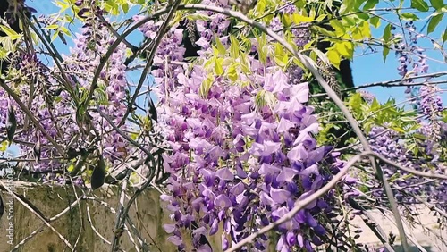 Spring flowers wisteria blooming in the garden.