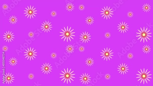 4k animated bright lilac background with rotating bright daisies. Flowers . Shades of pink. Background for girls