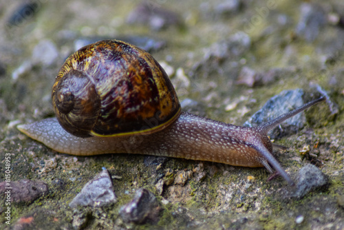 Macro snail crawling on the ground