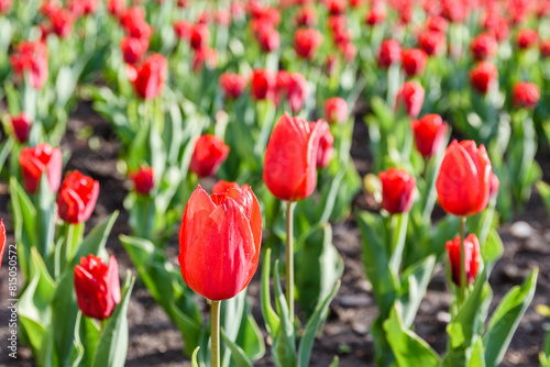 Blooming tulips in flower bed at the city park