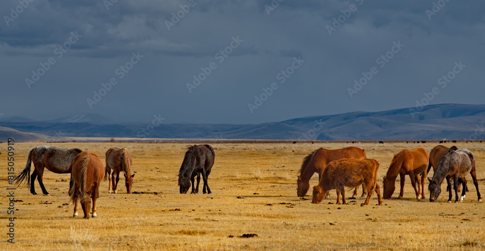 Russia. South of Western Siberia, Mountain Altai. A small herd of horses grazing peacefully in the steppe against the background of a cloudy dark sky at sunset.