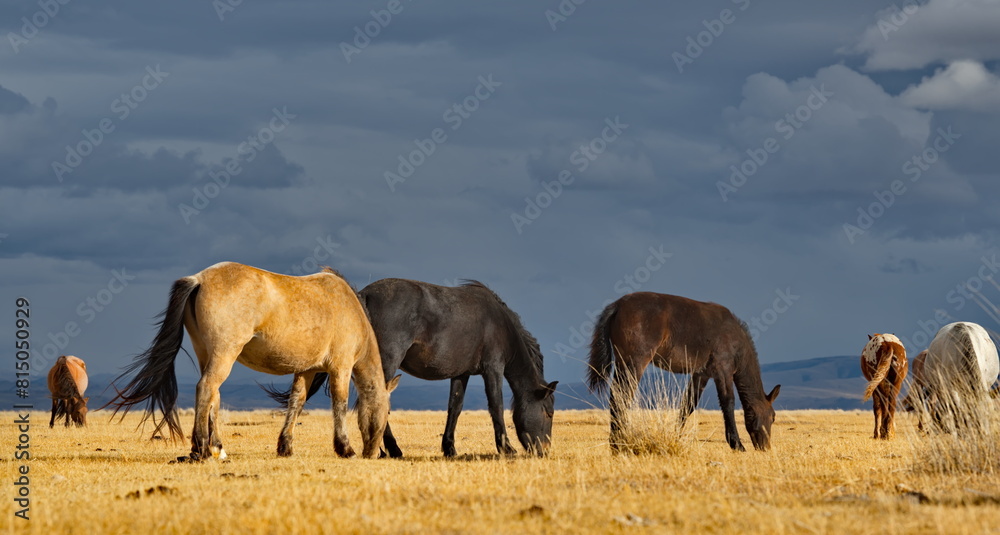 Russia. South of Western Siberia, Mountain Altai. A small herd of horses grazing peacefully in the steppe against the background of a cloudy dark sky at sunset. Russia. South of Western Siberia, Mountain Altai. A small herd of horses grazing peacefully in the steppe against the background of a cloudy dark sky at sunset.