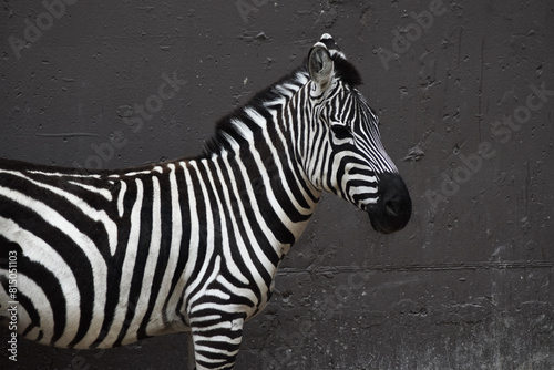 Adult black and white zebra animal in nature