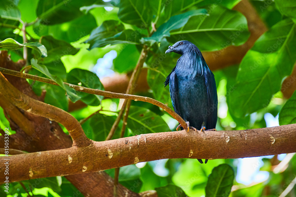 Fototapeta premium Iridescent Blue Starling Perched in Lush Forest, Eye-Level View