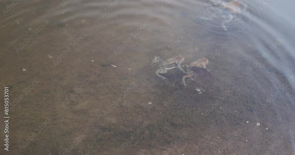 toads swimming in the pond during the mating season, toads in the water at dusk in the lake toads swimming in the pond during the mating season, toads in the water at dusk in the lake