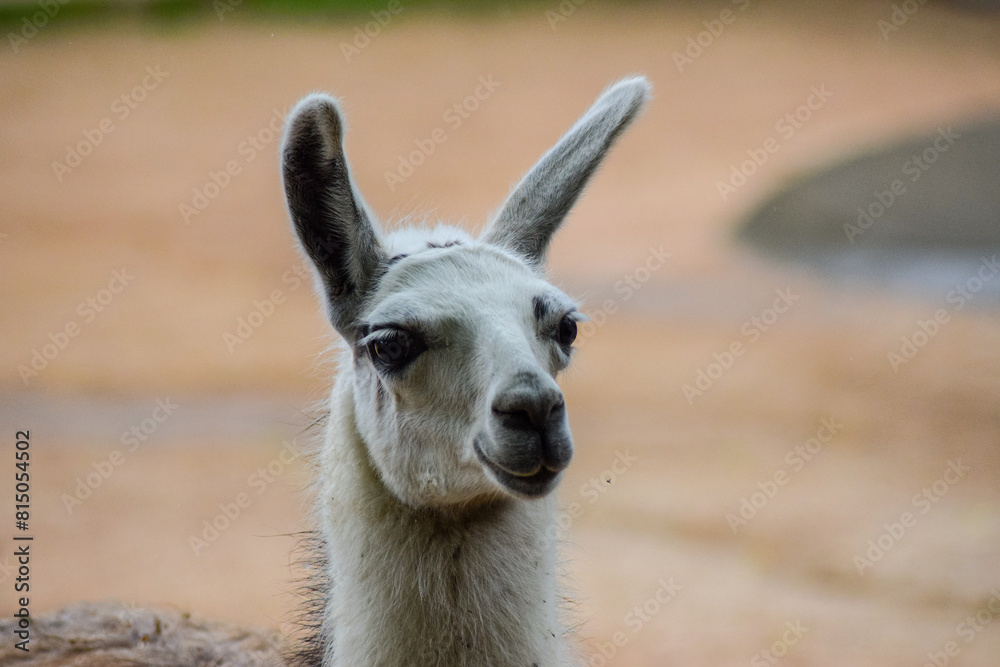 Obraz premium Llama spitting animal in nature