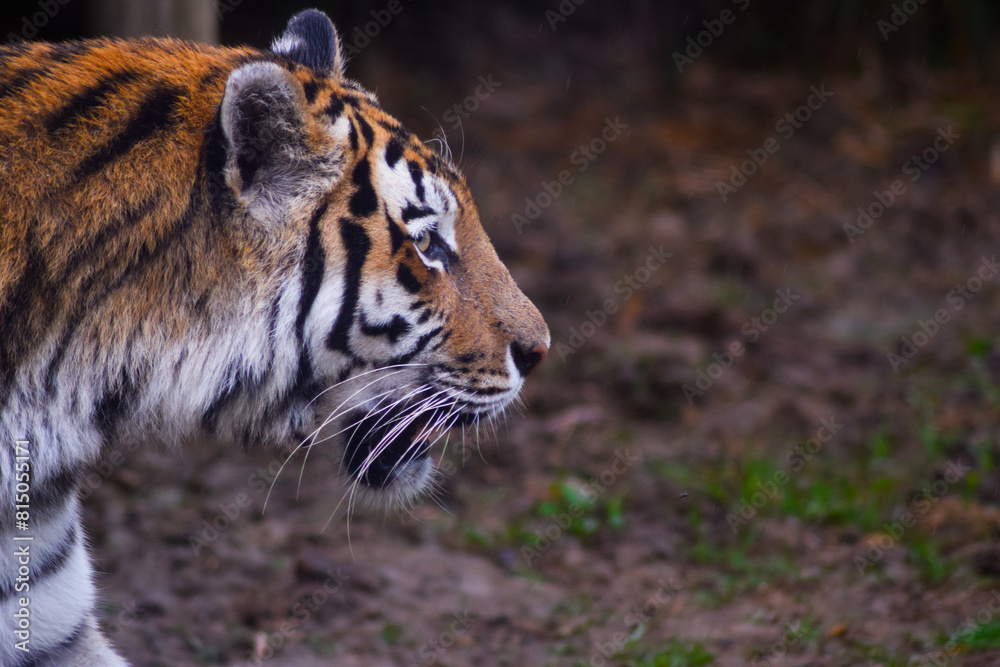 Fototapeta premium Dangerous handsome tiger in nature