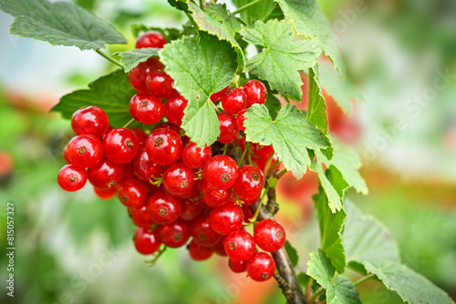 A branch of a red currant bush with hanging clusters of ripe red berries and lush green foliage against a blue sky in the garden in summer