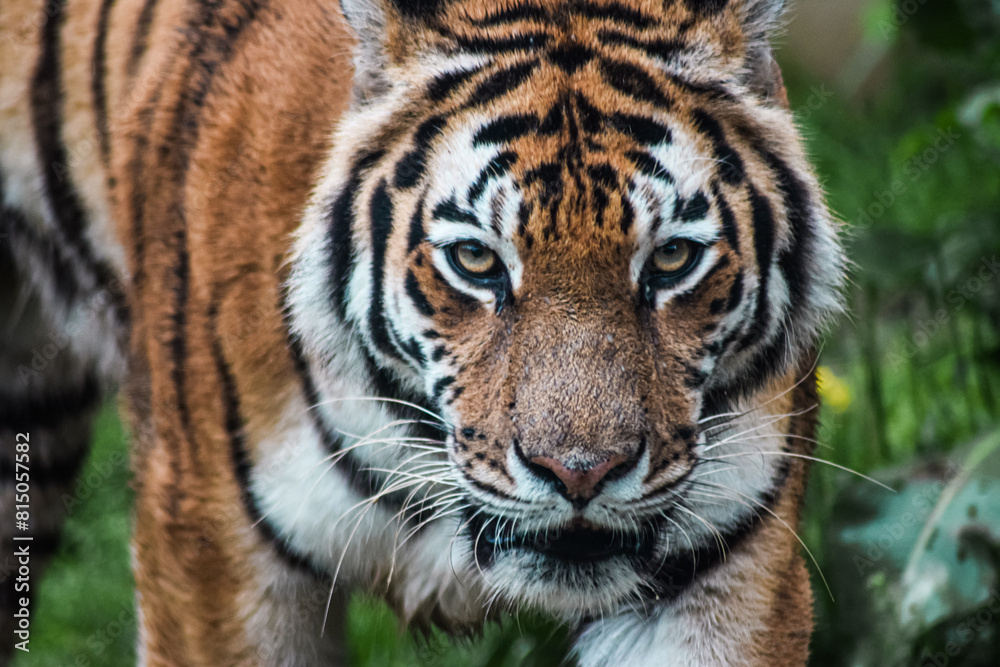 Obraz premium Dangerous handsome tiger in nature
