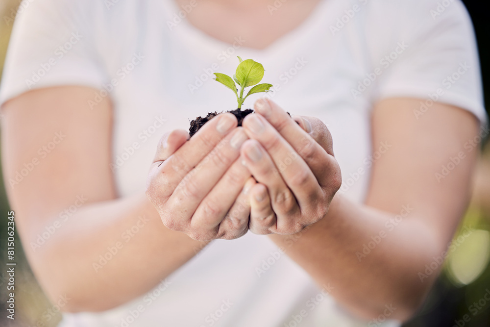Plants growth, person or hands with tree life for development, gardening or support agriculture sustainability. Green leaves, eco friendly and environment care, volunteer for earth day and charity Plants growth, person or hands with tree life for development, gardening or support agriculture sustainability. Green leaves, eco friendly and environment care, volunteer for earth day and charity