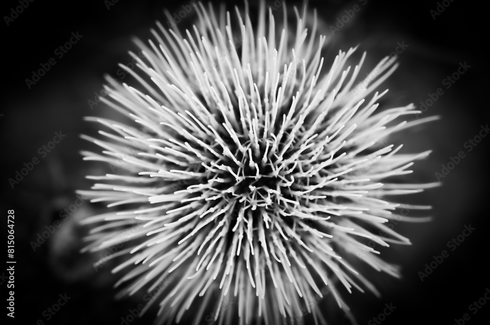 Fototapeta premium Flower macro