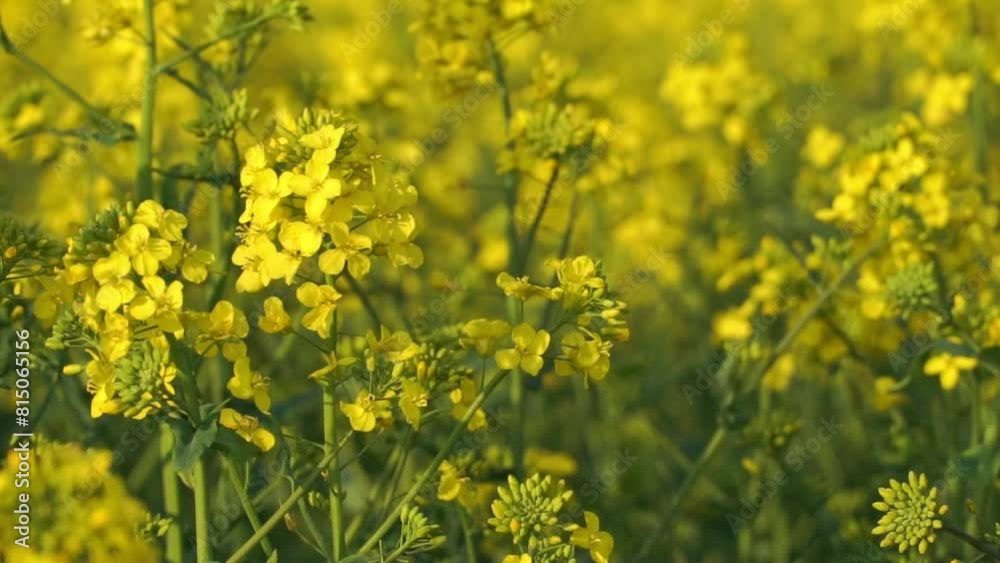 The rapeseed flowers are slowly swaying in the wind. A yellow field of flowering rapeseed. Cultivation of agricultural crops. slow motion 4k video. The rapeseed flowers are slowly swaying in the wind. A yellow field of flowering rapeseed. Cultivation of agricultural crops. slow motion 4k video.