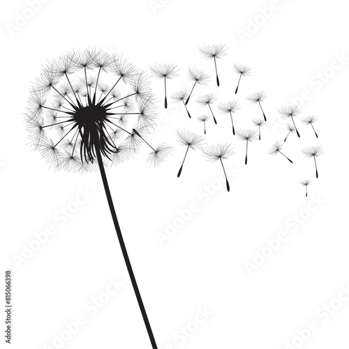 Vector illustration dandelion time. Black Dandelion seeds blowing in the wind. The wind inflates a dandelion isolated on white background.