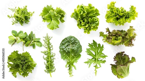 A collection of fresh green lettuce leaves, their crisp texture and refreshing flavor isolated on a spotless white backdrop.