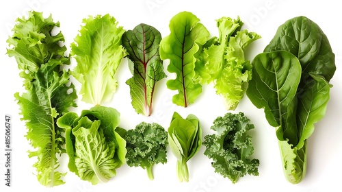 A collection of fresh green lettuce leaves, their crisp texture and refreshing flavor isolated on a spotless white backdrop.