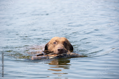chesapeake bay retriever swims