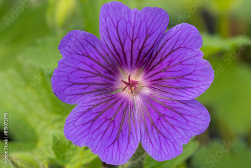 Geranium blue blood  (Geranium × magnificum 'Blue Blood') cranesbill