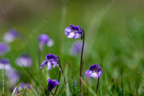 Pinguicula vulgaris common butterworth perennial carnivorous flowers in bloom, purple blue small flowering plant in grass photo