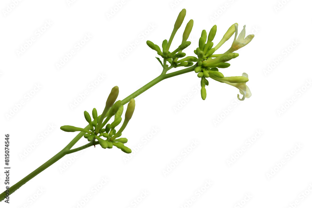 Obraz premium close up of male papaya flowers isolated on transparent background png