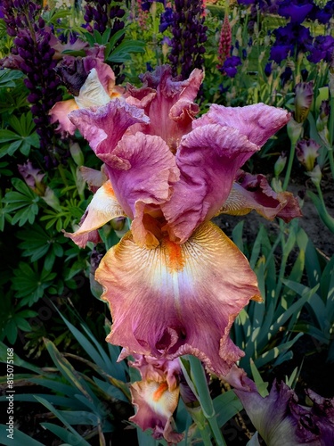 A Colorful Iris blossom  in a garden in Salem, Oregon