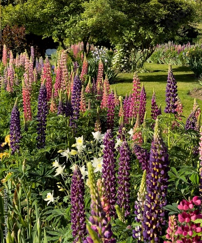 Colorful  lupine blossoms  in a graden in salem, Oregon