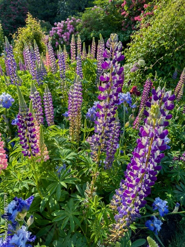 Colorful Iris and lupine blossoms  in a graden in salem, Oregon