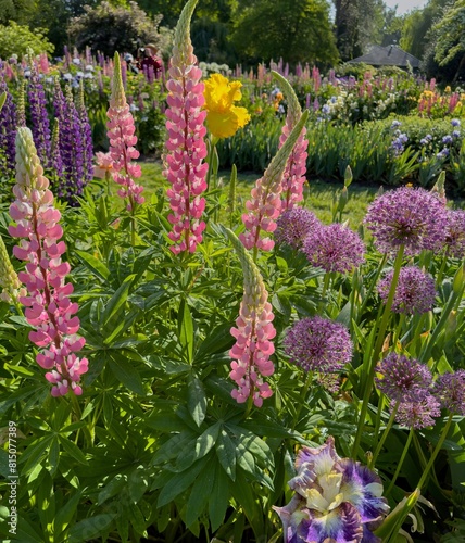 Colorful Iris, allium, and lupine blossoms  in a graden in salem, Oregon