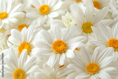 Many white flowers with yellow centers in a field