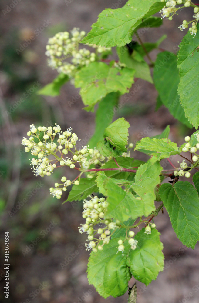 Tatar maple (Acer tataricum) grows in the wild Tatar maple (Acer tataricum) grows in the wild