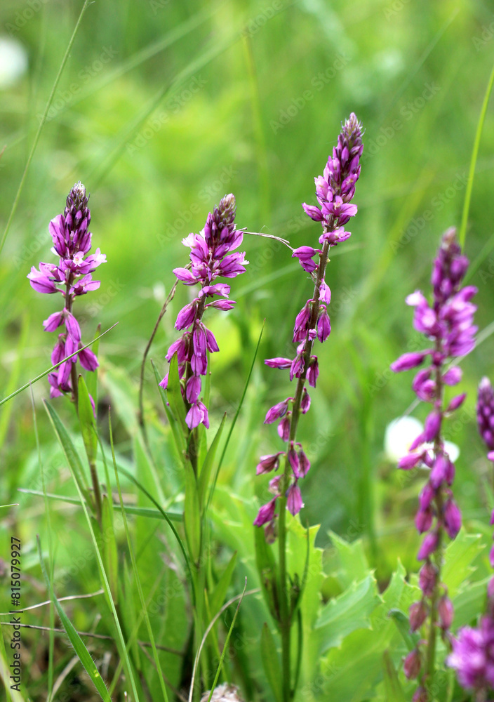 Polygala comosa blooms in nature Polygala comosa blooms in nature