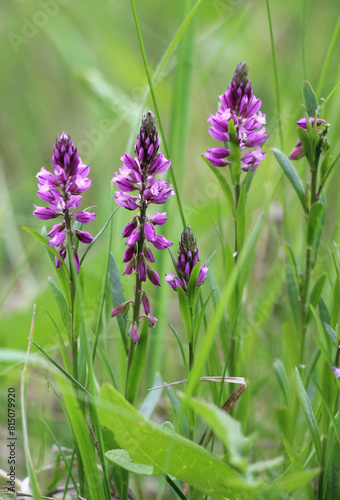 Polygala comosa blooms in nature